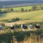 Sheep on ramparts of Old Winchester Hill (Photo by Fiona Barltrop)