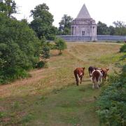 Cobham Woods is home to a restored 18th-century mausoleum set in woodland pasture