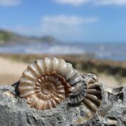 Low-tide is the best time to go fossil hunting – but take care:. Photo: Martin Curtis