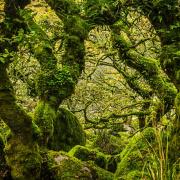 Wistmans Wood, Dartmoor