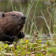 European Beaver (c) Ian Sargent/Getty Images/iStockphoto