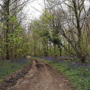 Bluebells in Angmering by Leimenide (creativecommons.org/licenses/by/2.0) via https://flic.kr/p/GKYDLM