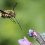 Bee-fly (c) Phil Savoie / naturepl.com