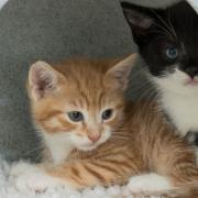 Cats Protection Warrington Adoption Centre