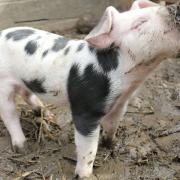 Pigs are very clean and will make their own beds and dig mud wallows with their snouts
