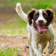 Springer spaniel (c) Nigel Wallace / Getty Images