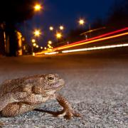 Toad crossing by Jason Steel