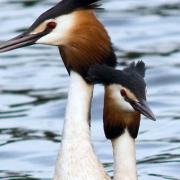 On the up - great crested grebes (copyright Don Sutherland)