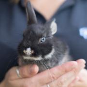 Rabbits are great for kids (Photos: Manu Palomeque)