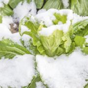 Baby Chinese cabbage under snow