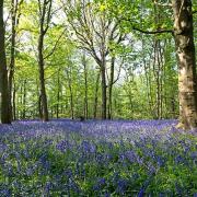 6 of the best places to view bluebells in Cheshire