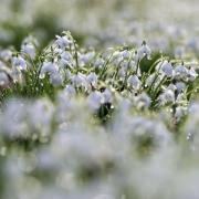 We've selected some of the best places to see snowdrops in Norfolk (photo: Paul Heyes, Getty Images)