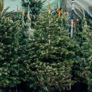 Where to get Christmas trees in Surrey (photo: Nadtochiy, Getty Images)