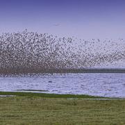 Dunlin and knot murmuration at Snettisham (photo: Steve Adams, Getty Images)