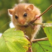 Disappearing species. . . dormouse. Under threat because of fragmented woodland and the ongoing loss of hedgerows, numbers of dormice have declined by 72 percent in 22 years. Image: Alison Looser