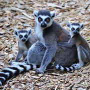 Lemurs at Colchester Zoo (photo: Tom Smith)