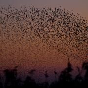 A starling murmuration at sunset at Lakenheath. Image: Nigel Wallace