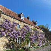 A wisteria-clad house in Wellow
PHOTO BY Emma Rose