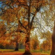 Autumn colours at Sandringham Estate. Photo courtesy Sandringham Estate