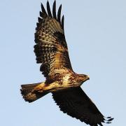 The mighty buzzard overhead  is an increasingly common sight in Suffolk. Image: Amy Lewis/WildNet