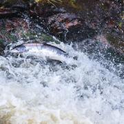 The Ribble Rivers Trust is helping salmon and trout reach Accrington and Burnley (C) Wild & Free/Getty Images/iStockphoto
