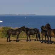 Ponies at Rame Head