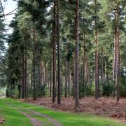 Thetford Forest is perfect for a long walk (TheHedgeDruid, Flickr, CC BY-NC 2.0)