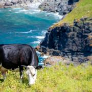A cow on the coast path between Tintagel to Bossinvey. Photo: Martin Coupe
