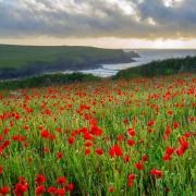 Wild flowers at Porth Joke Cornwall. Picture by Ian Wool. Getty Images/iStockphoto