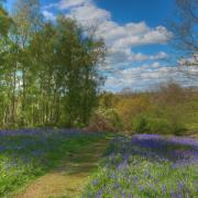 Bluebell woods in Suffolk to explore