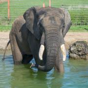 Elephant Eden is Northern Europes largest elephant enclosure