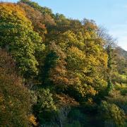 A rainforest treetop scene in the Barle Valley (CREDIT Dave Lamacraft, Plantlife)