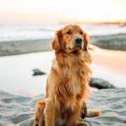 Big changes to dog bans on Cornwall's beaches confirmed