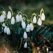 7 magical spots to see Snowdrops