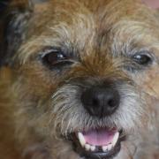 Border terriers expressive faces are a gift to cartoonists