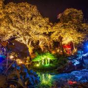 Abbotsbury Subtropical Gardens will be lit up this autumn, photo credit: Stephen Banks