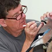 Taxidermist Jack Fishwick at Orrell putting the finishing touches to a jay