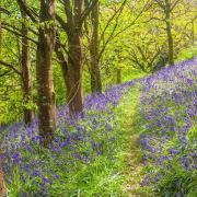 Spring in a beautiful bluebells woods in Cornwall. Photo credit: Ian Wool, Getty Images/iStockphoto
