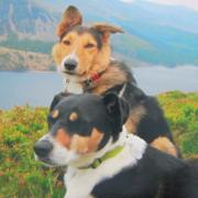 Two pals on the fells