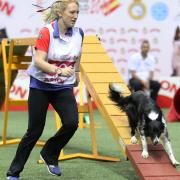 One of the Team GB dogs competing in the agility trials