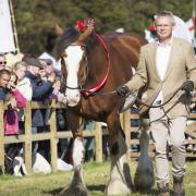 Martin leads one of his Clydesdales in the main ring at Buckham Fair