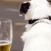 Enjoy a pint with your pooch