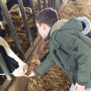 A student greets the cows