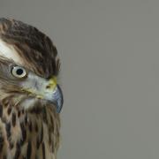 Mabel, the bird at the centre of Helen Macdonald's Costa award-wiining book, Hawk