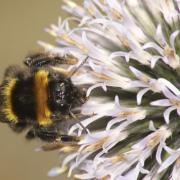 Buff-tailed bumblebee Bombus terrestris, pollinati...

Grahame Madge (rspb-images.com)