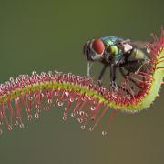 A fly in a precarious position on a sundew plant (c) CathyKeifer/Getty Images/iStockphoto