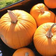 It's pumpkin-picking time!