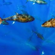 Atlantic Bluefin Tuna (Thunnus thynnus)