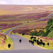 Black Sheep walking down the road over Spaunton Moor, just above Hutton Le Hole on the North York Moors
