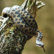 Common European Adder uncoiling after basking on tree stump. Picture by Elliott Neep.